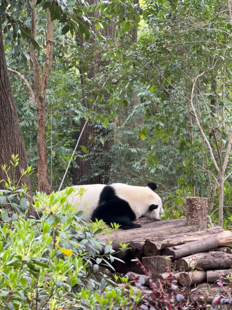 A giant panda sitting on the ground eating bamboo shoots at the Chengdu Research Base of Giant Panda Breeding
