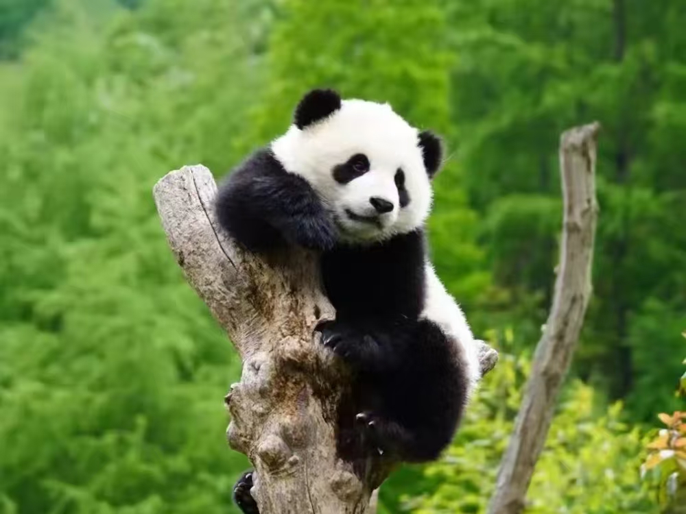 Chengdu Panda & Food